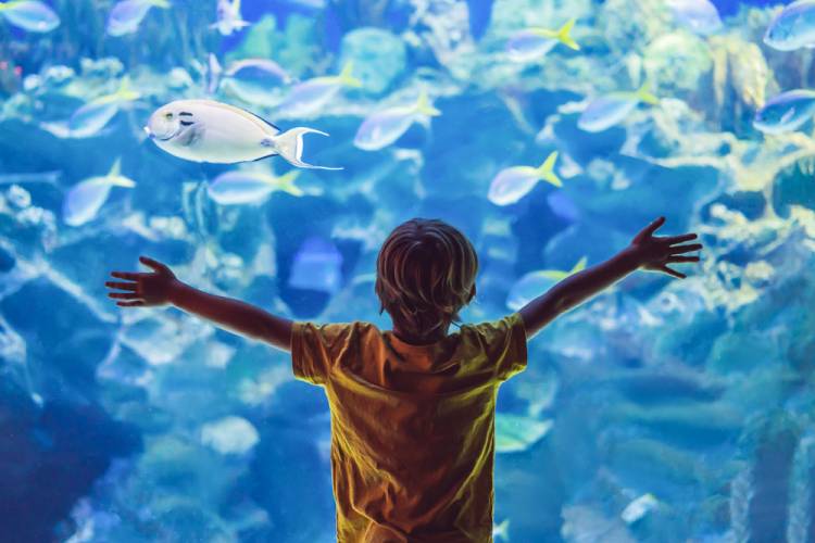 Port Aransas Attractions Aransas Princess